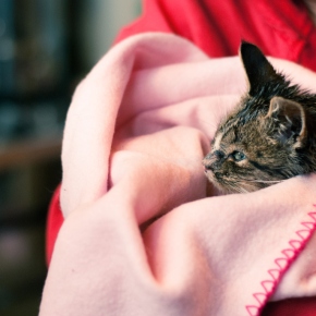 Documentary film: Kitten Cottage